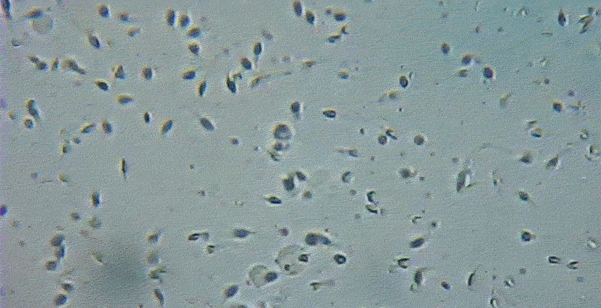 Cellule viventi al microscopio