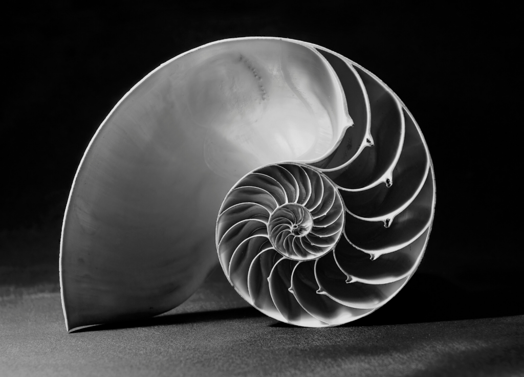 La Sezione Aurea
